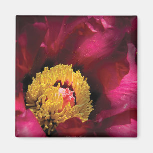 Peony Magnet