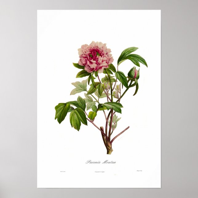 Peony moutan poster (Front)