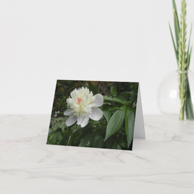 Peony (Paeonia) card (Front)