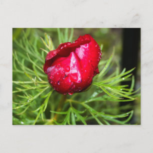 Peony, Paeony, Pion, Peon, Pion, Paeonia Postcard