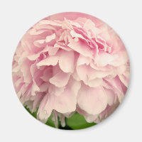 Peony Petals