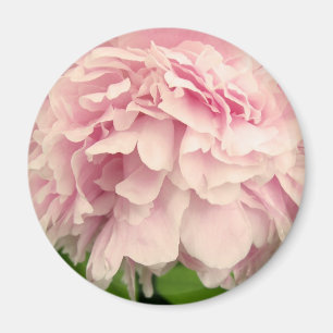 Peony Petals Magnet