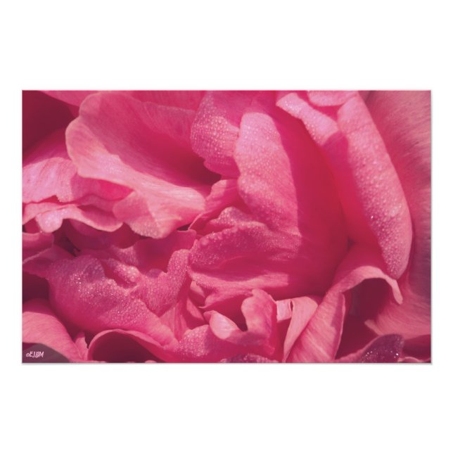 Peony Petals Photo Enlargement (Front)