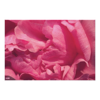 Peony Petals Photo Enlargement Print
