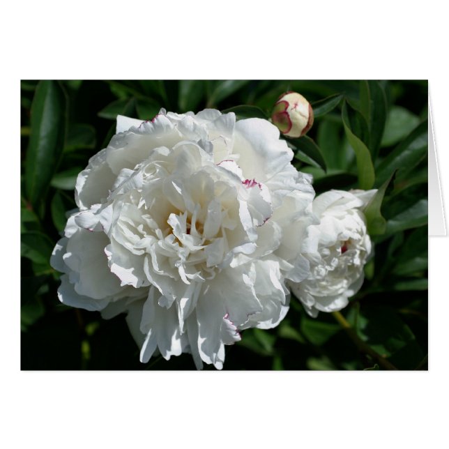 Peony Phases Flower Photography Card (Front Horizontal)