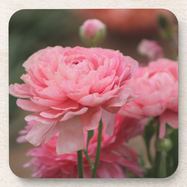 Peony Pink Ranunculus Closeup Coaster (Front)