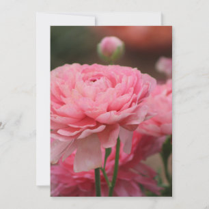 Peony Pink Ranunculus Closeup Holiday Card