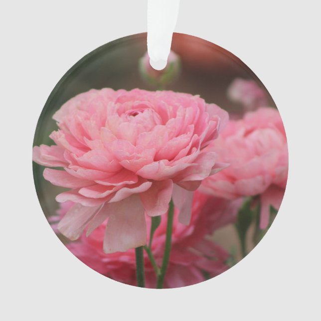 Peony Pink Ranunculus Closeup Ornament (Front)