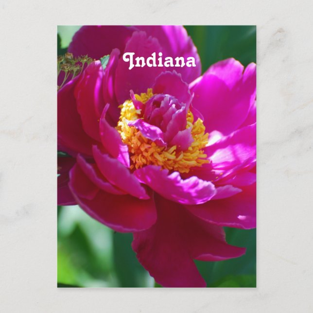 Peony Postcard (Front)