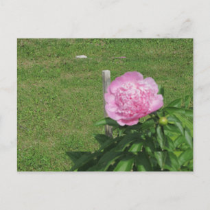 Peony Postcard