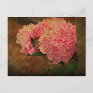 Peony PostCard