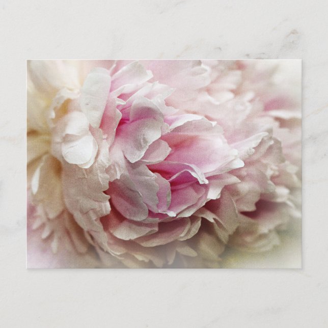 Peony Postcard (Front)