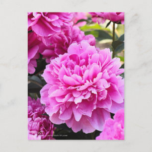 Peony：Postcard Postcard