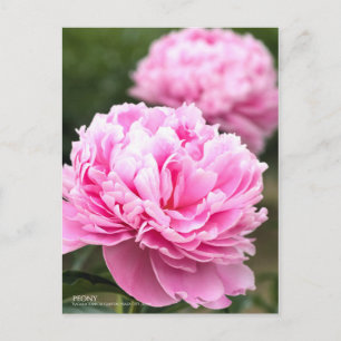 Peony：Postcard Postcard