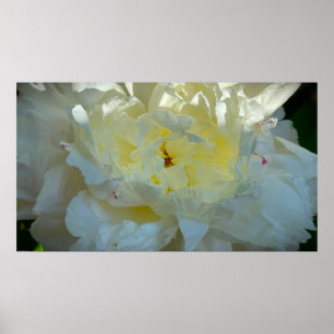 Peony, Poster