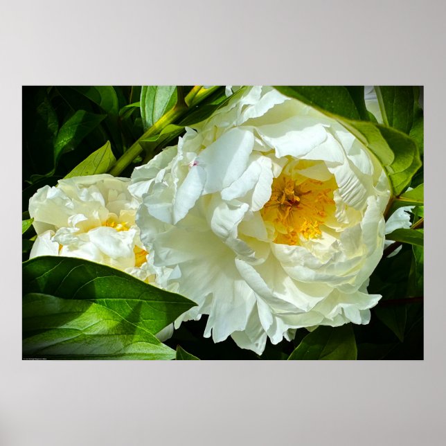 Peony, Poster (Front)