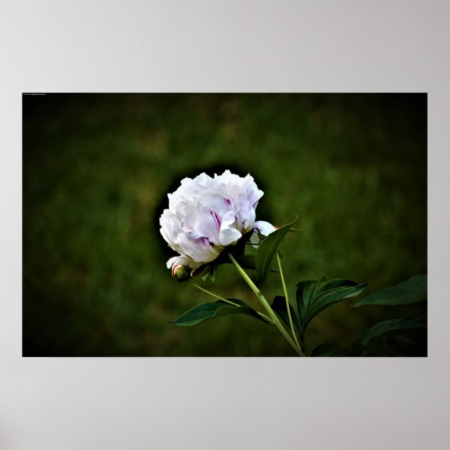 Peony, Poster (Front)