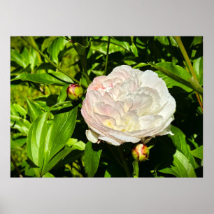 Peony, Poster