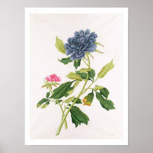 Peony Poster (Front)