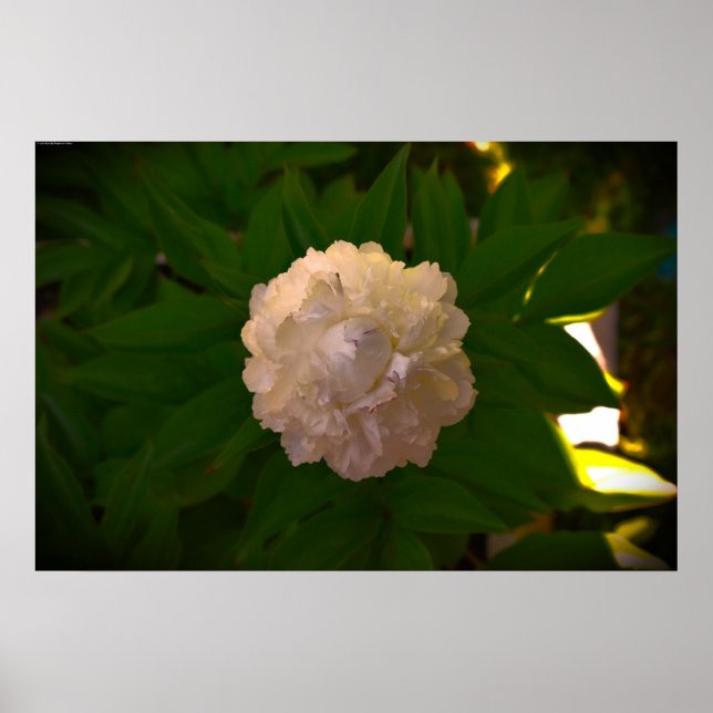 Peony, Poster (Front)