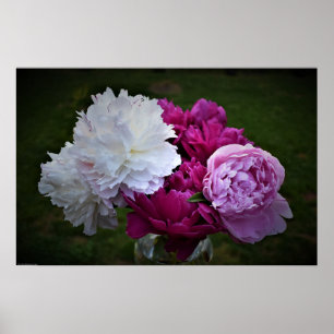 Peony, Poster