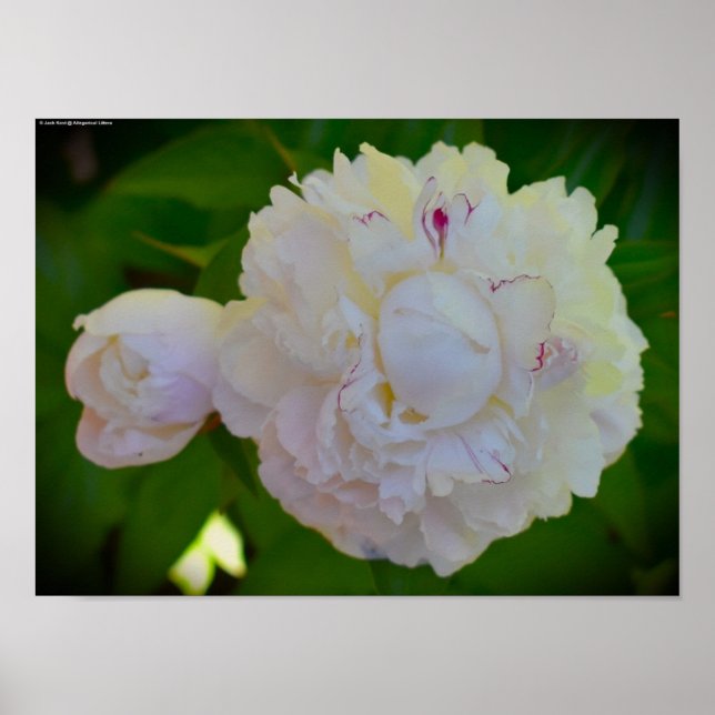 Peony, Poster (Front)