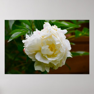 Peony, Poster