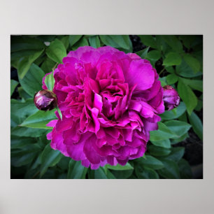 Peony, Poster