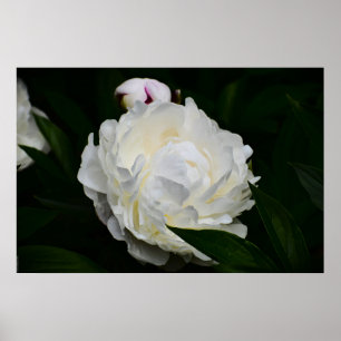 Peony, Poster