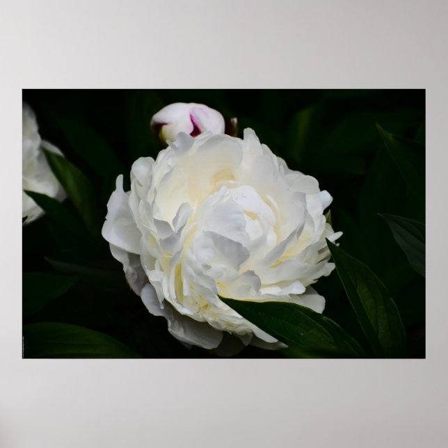 Peony, Poster (Front)