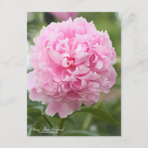 Peony "Sarah Bernhardt":Postcard Postcard