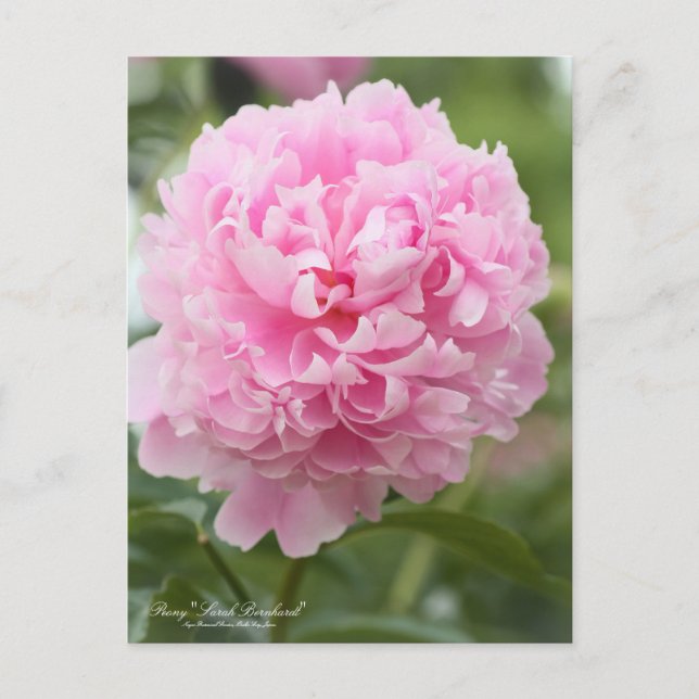 Peony "Sarah Bernhardt"：Postcard Postcard (Front)