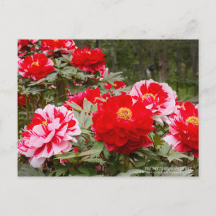 Peony "Shima-Nishiki"：Postcard Postcard