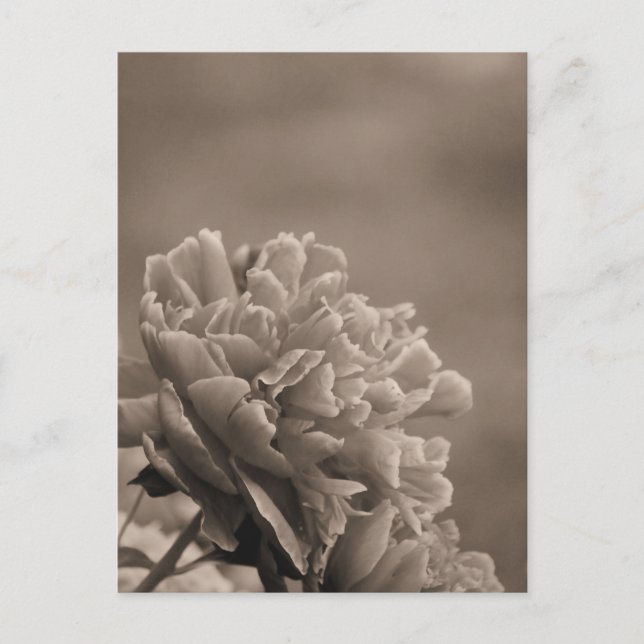 Peony Single Sepia Postcard (Front)