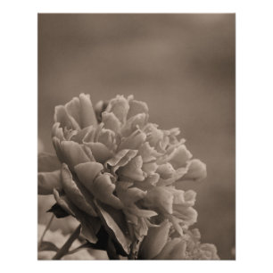 Peony Single Sepia Poster