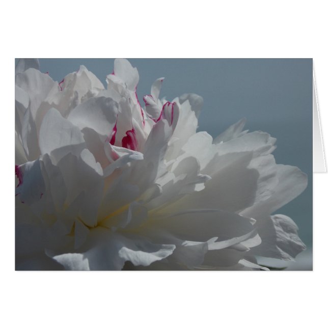 Peony Will Travel (Front Horizontal)