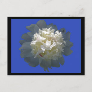 peonybeauty postcard