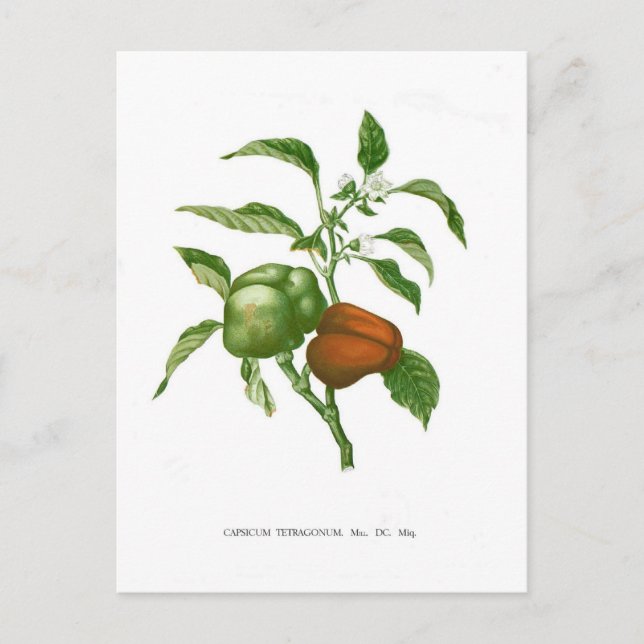 Pepper Postcard (Front)