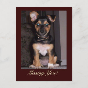 Pepper the Dog Missing You Postcard
