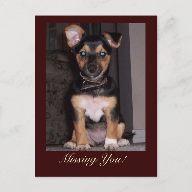 Pepper the Dog Missing You Postcard (Front)