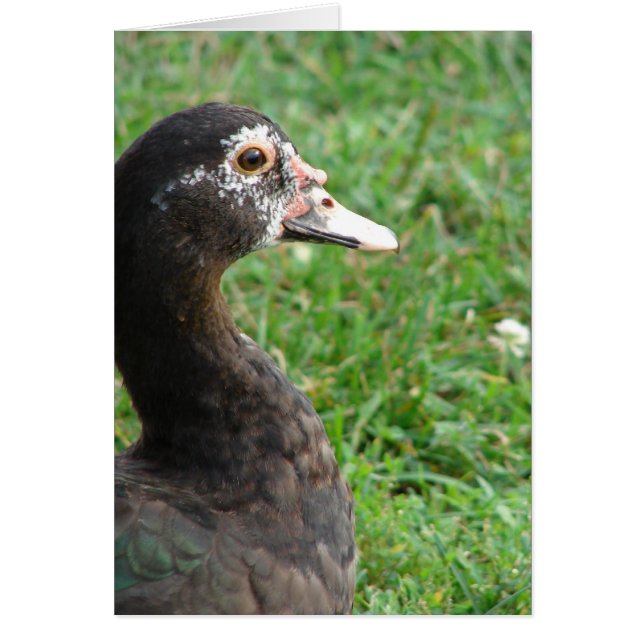 Pepper the Muscovy (Front)