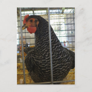 Peppered Chicken Postcard