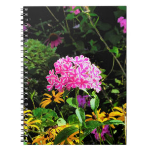 Peppermint Twist Phlox in the Flower Garden Notebook