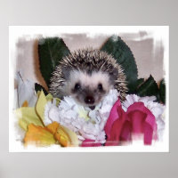 Pepperpot the Hedgehog