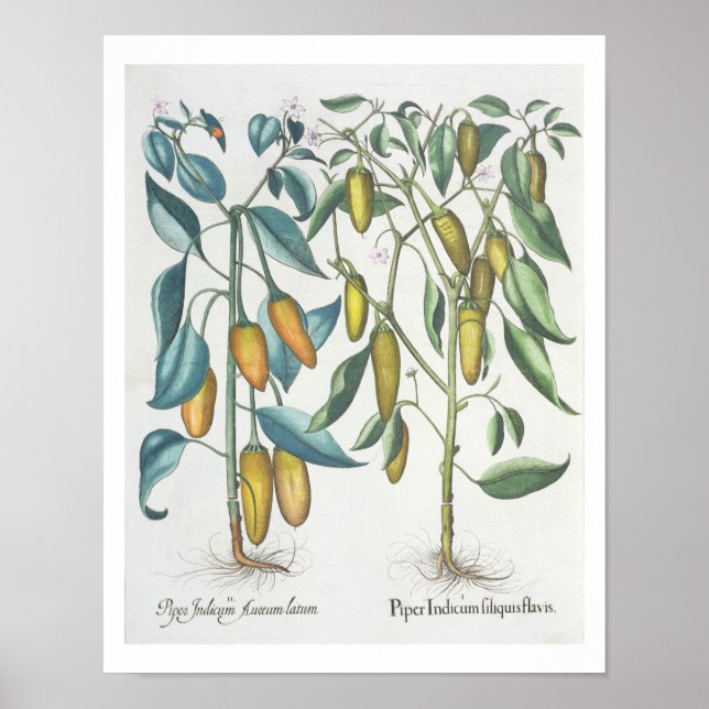 Peppers: 1.Piper Indicum filiquis flavis; 2.Piper Poster (Front)