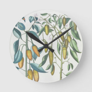 Peppers: 1.Piper Indicum filiquis flavis; 2.Piper Round Clock
