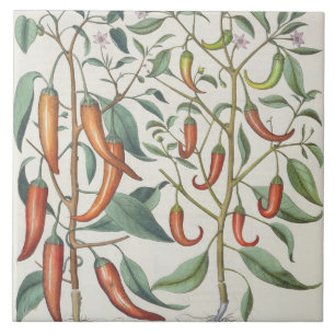 Peppers: 1.Piper Indicum maximum longum; 2.Piper I Ceramic Tile