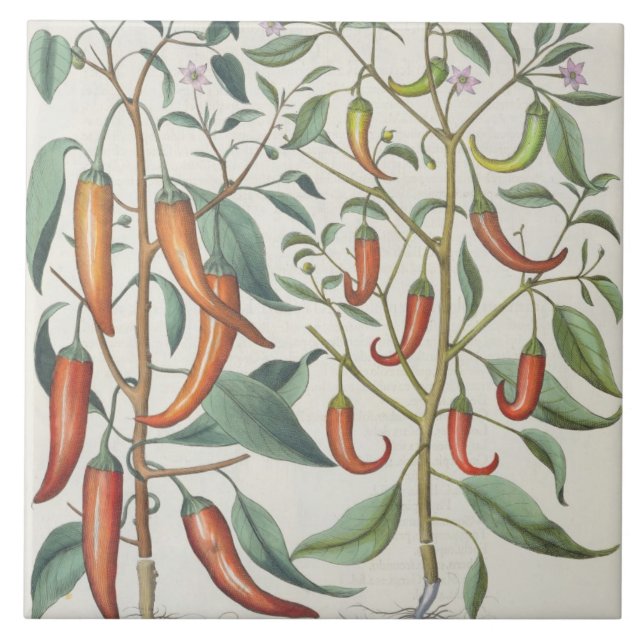 Peppers: 1.Piper Indicum maximum longum; 2.Piper I Ceramic Tile (Front)