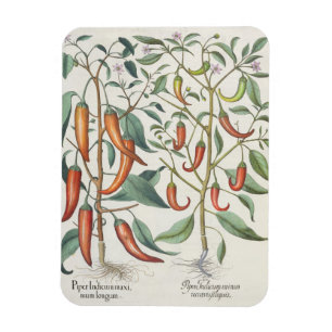 Peppers: 1.Piper Indicum maximum longum; 2.Piper I Magnet