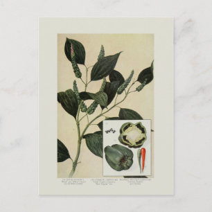 Peppers Postcard